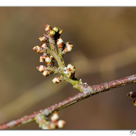 Crataegus monogyna: Plant in habitat Grassland in the NatureSpots App