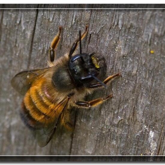 Osmia rufa: Animal in habitat Garden in the NatureSpots App