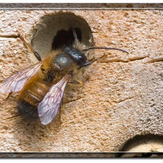 Rote Mauerbiene: Tier in der Natur in der NatureSpots App