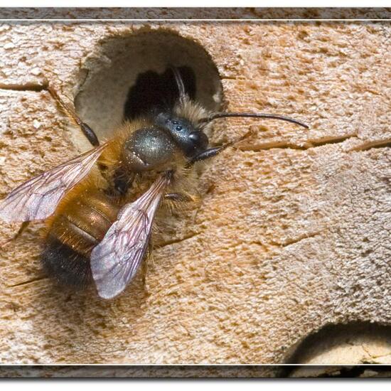 Osmia rufa: Animal in nature in the NatureSpots App