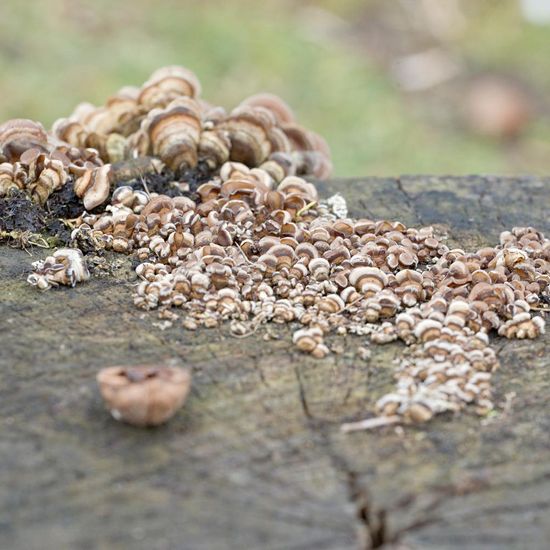 Gezonter Ohrlappenpilz: Pilz in der Natur in der NatureSpots App