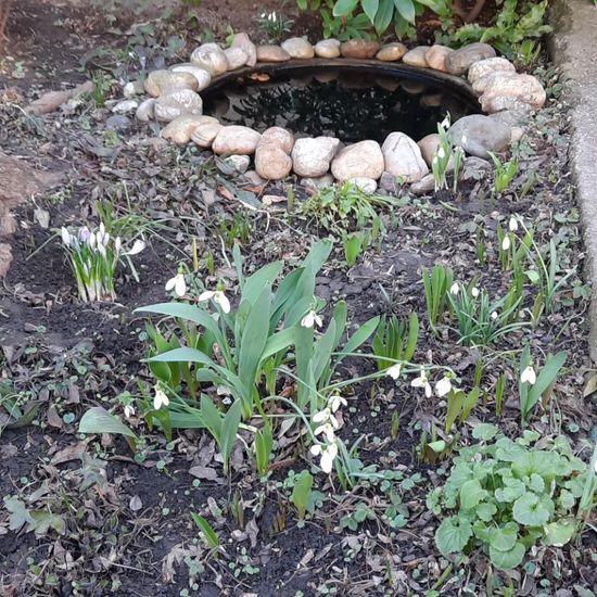 Schneeglöckchen: Pflanze im Habitat Garten in der NatureSpots App