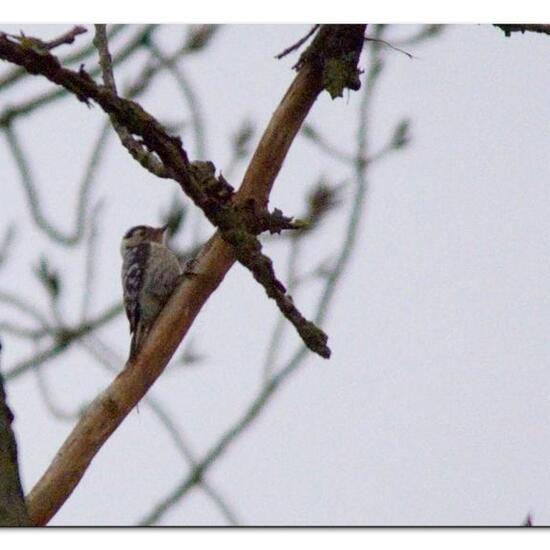 Lesser Spotted Woodpecker: Animal in habitat Boreal forest in the NatureSpots App