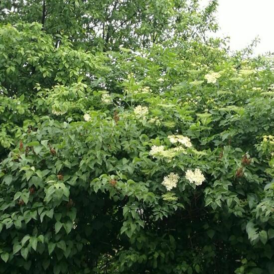 Schwarzer Holunder: Pflanze im Habitat Garten in der NatureSpots App