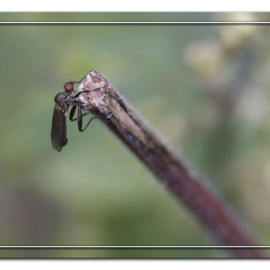 Hybos culiciformis: Tier in der Natur in der NatureSpots App