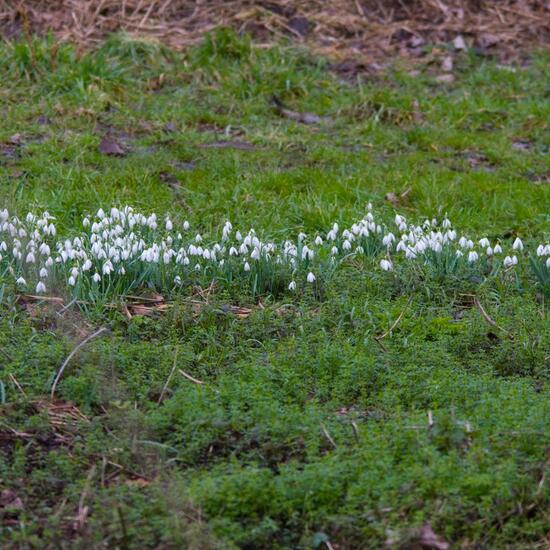 Kleines Schneeglöckchen: Pflanze in der Natur in der NatureSpots App