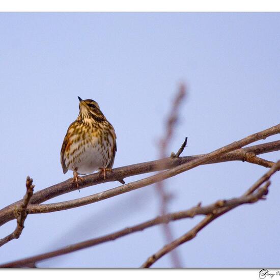 Redwing: Animal in habitat Garden in the NatureSpots App