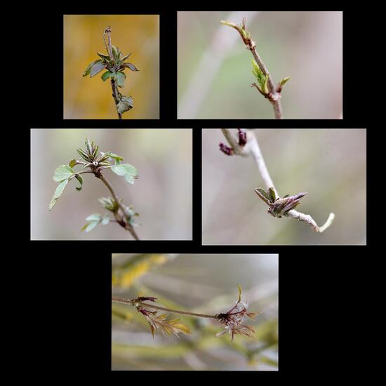 Sambucus nigra: Plant in habitat Grassland in the NatureSpots App