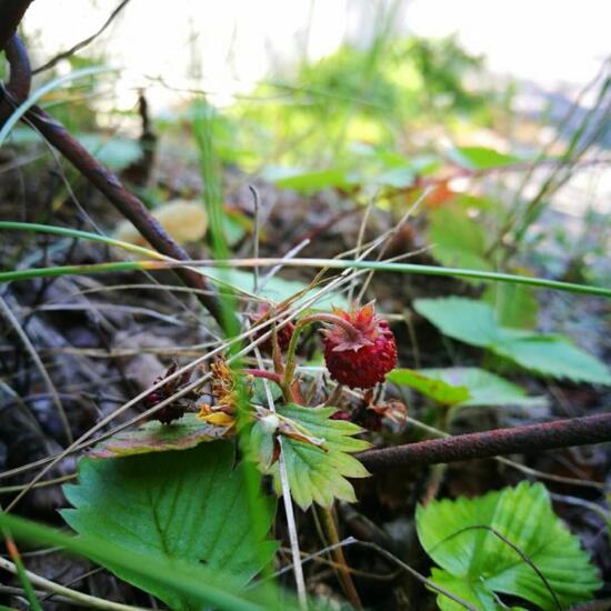 Wald-Erdbeere: Pflanze im Habitat Park in der NatureSpots App