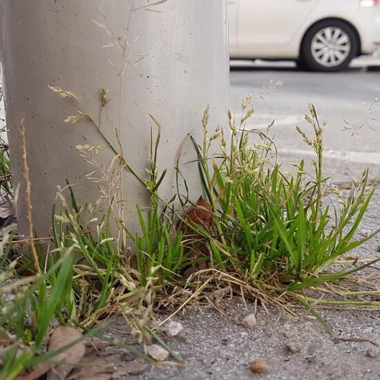 Unknown species: Plant in habitat Road or Transportation in the NatureSpots App