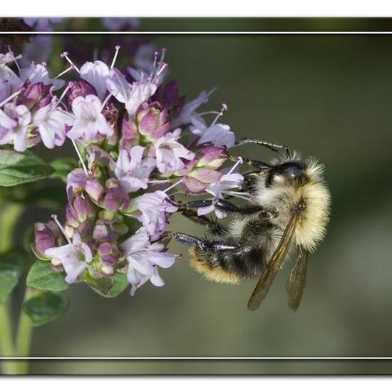 Bombus pascuorum: Animal in habitat Garden in the NatureSpots App