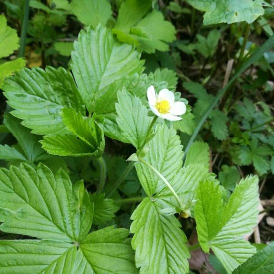 Wald-Erdbeere: Pflanze im Habitat Park in der NatureSpots App