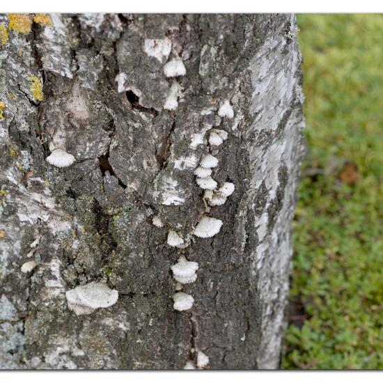 Schizophyllum commune: Mushroom in habitat Road or Transportation in the NatureSpots App