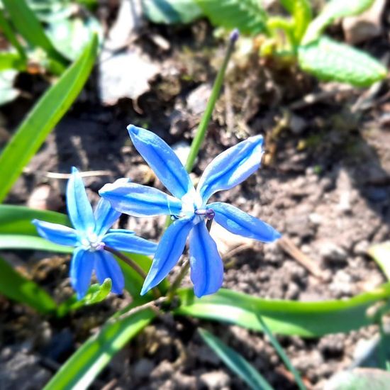 Scilla drunensis: Plant in nature in the NatureSpots App