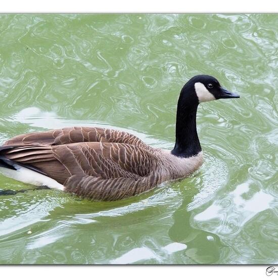 Canada Goose: Animal in nature in the NatureSpots App