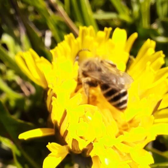 Gemeine Sandbiene: Tier im Habitat Stadt und Garten in der NatureSpots App