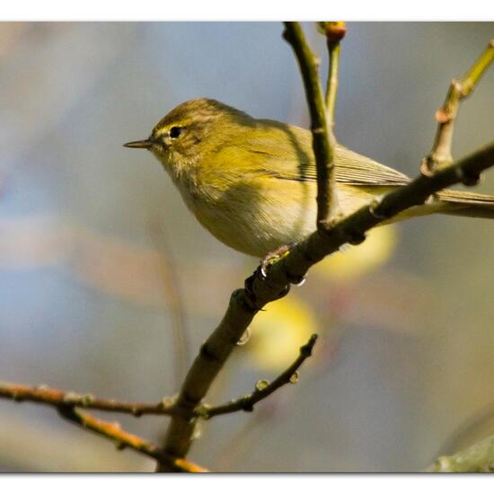 Zilpzalp: Tier im Habitat Borealer Nadelwald in der NatureSpots App