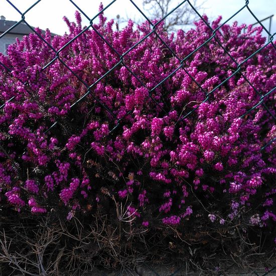 Calluna vulgaris: Plant in habitat Garden in the NatureSpots App