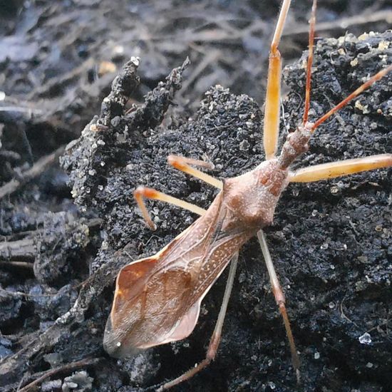 Nagusta goedelii: Tier im Habitat Stadt und Garten in der NatureSpots App