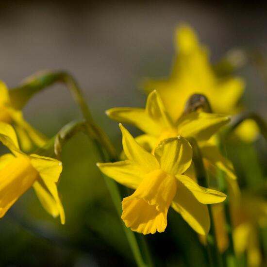 Narcissus cyclamineus: Plant in habitat Garden in the NatureSpots App