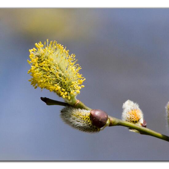 Salix caprea: Plant in habitat Forest in the NatureSpots App