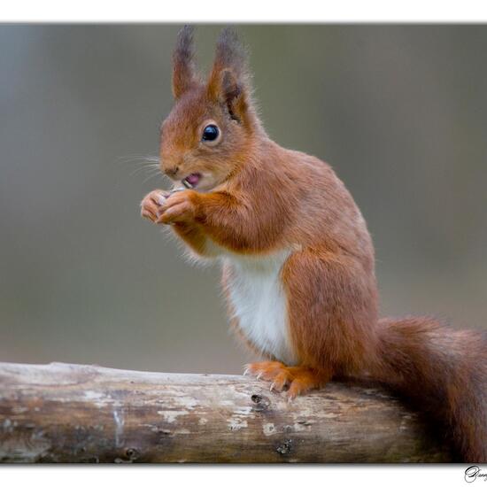 Red Squirrel: Animal in habitat Mediterranean forest in the NatureSpots App