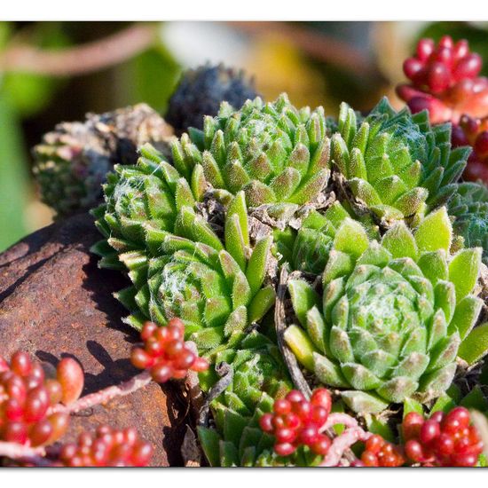 Sempervivum canariense subsp. christii: Pflanze im Habitat Garten in der NatureSpots App