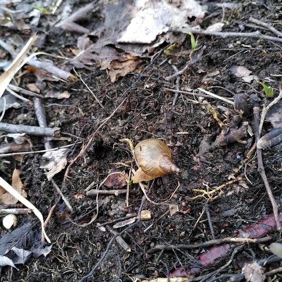 Spitzschlammschnecke: Tier im Habitat Auwald in der NatureSpots App