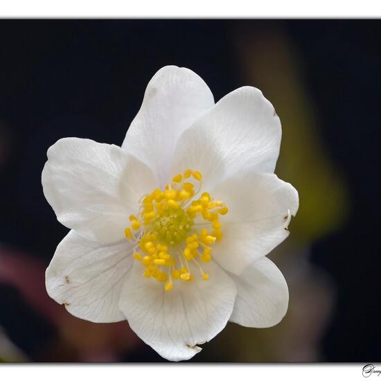 Wood Anemone: Plant in habitat Forest in the NatureSpots App