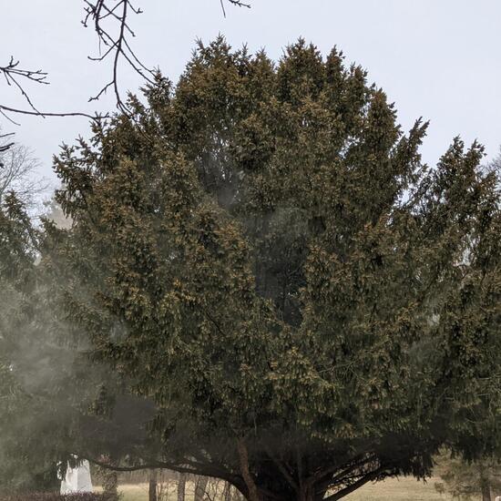 Europäische Eibe: Pflanze in der Natur in der NatureSpots App