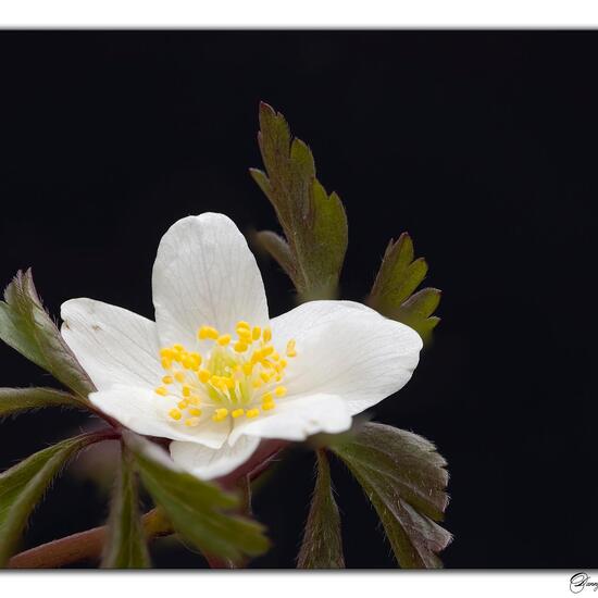 Wood Anemone: Plant in habitat Forest in the NatureSpots App