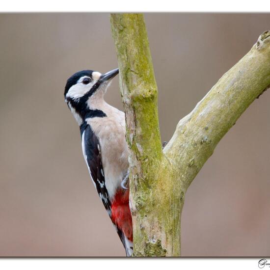 Great Spotted Woodpecker: Animal in habitat Boreal forest in the NatureSpots App