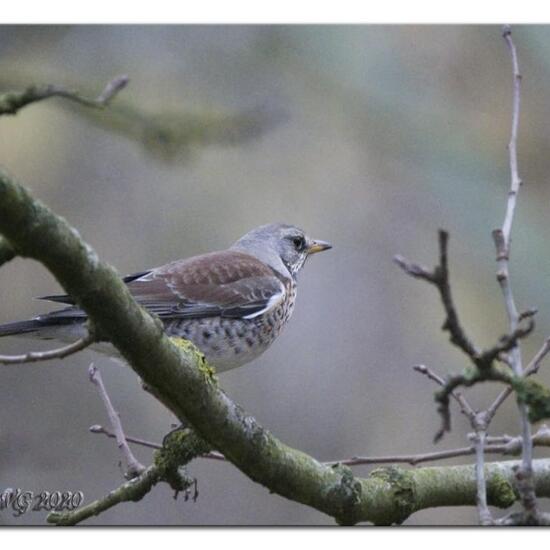 Wacholderdrossel: Tier im Habitat Wald in der NatureSpots App