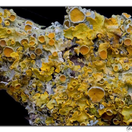 Xanthoria parietina: Mushroom in habitat Garden in the NatureSpots App