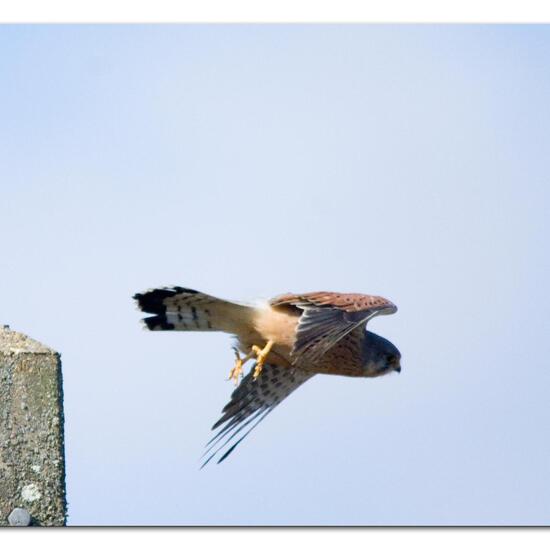 Common Kestrel: Animal in habitat Agriculture in the NatureSpots App