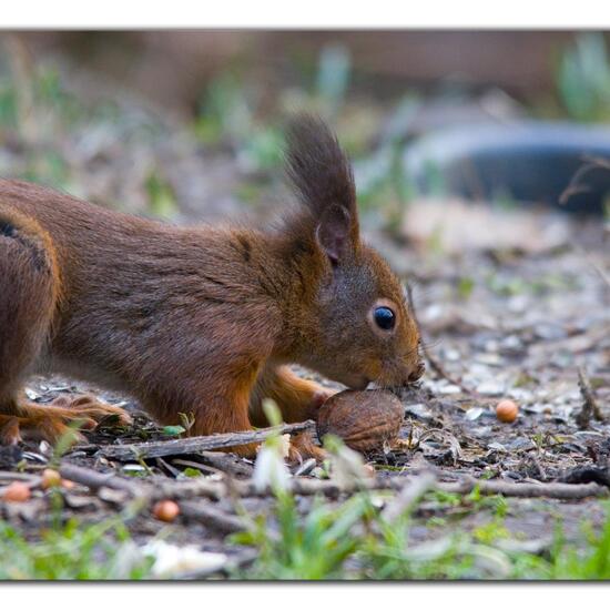 Eurasisches Eichhörnchen: Tier im Habitat Borealer Nadelwald in der NatureSpots App