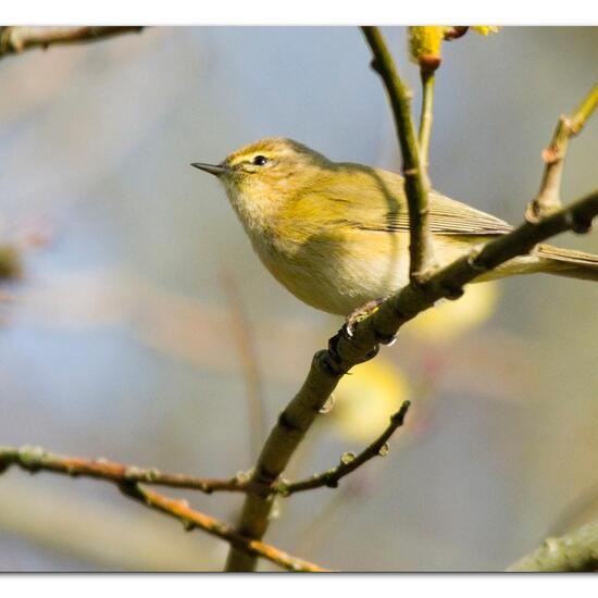 Common Chiffchaff: Animal in habitat Boreal forest in the NatureSpots App