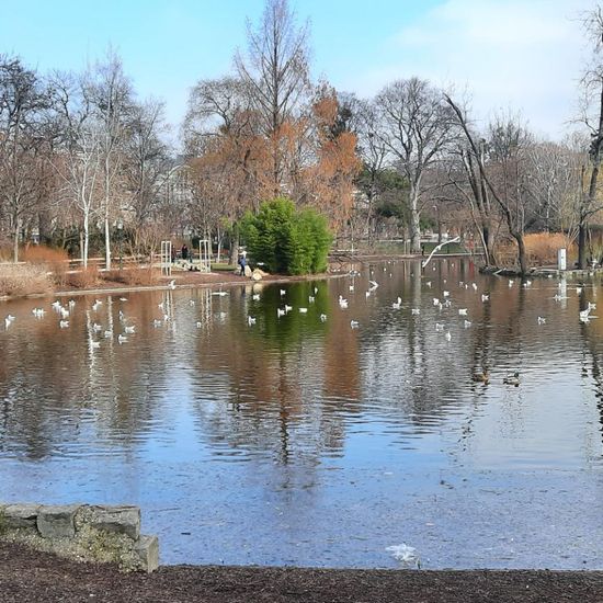 Landschaft: Süßwasser im Habitat Teich in der NatureSpots App