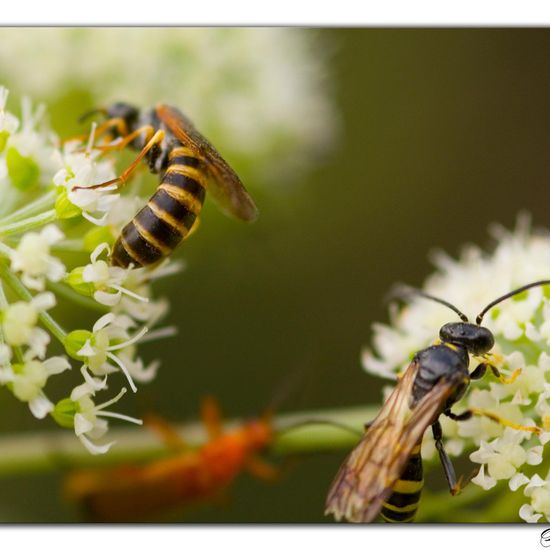 Gorytes laticinctus: Tier im Habitat Grasland und Büsche in der NatureSpots App