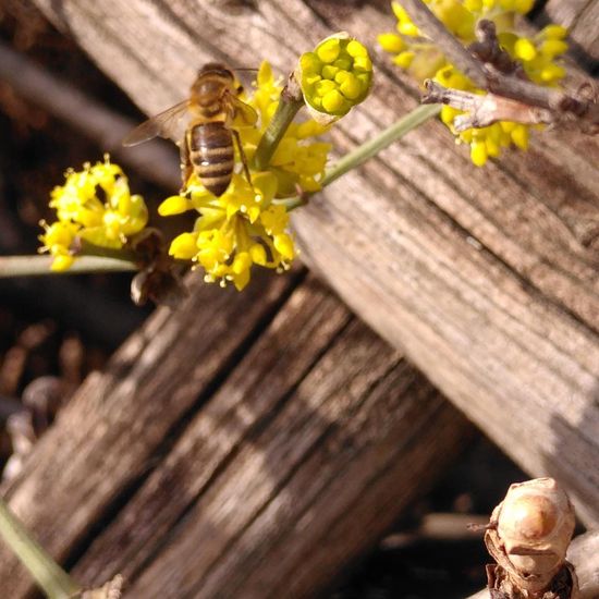 Westliche Honigbiene: Tier im Habitat Garten in der NatureSpots App