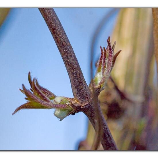 Anemone clematis: Plant in habitat Garden in the NatureSpots App