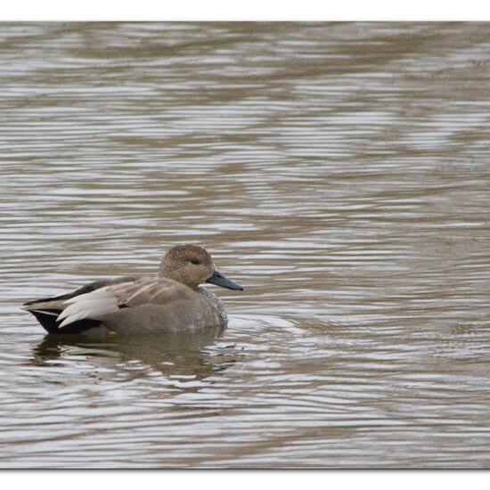 Mareca strepera strepera: Animal in habitat Freshwater in the NatureSpots App