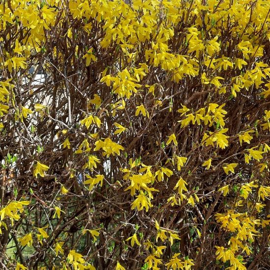 Forsythien: Pflanze im Habitat Garten in der NatureSpots App