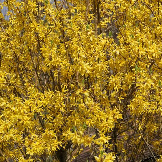 Forsythia × intermedia: Plant in habitat Garden in the NatureSpots App