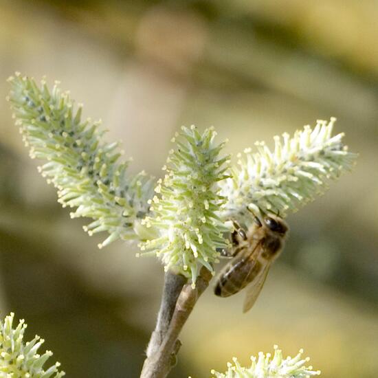 Westliche Honigbiene: Tier im Habitat Grasland und Büsche in der NatureSpots App