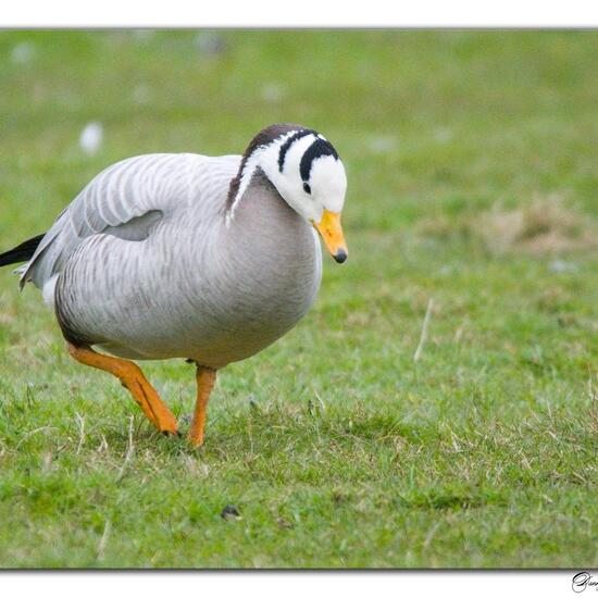 Bar-headed Goose: Animal in habitat Backyard in the NatureSpots App