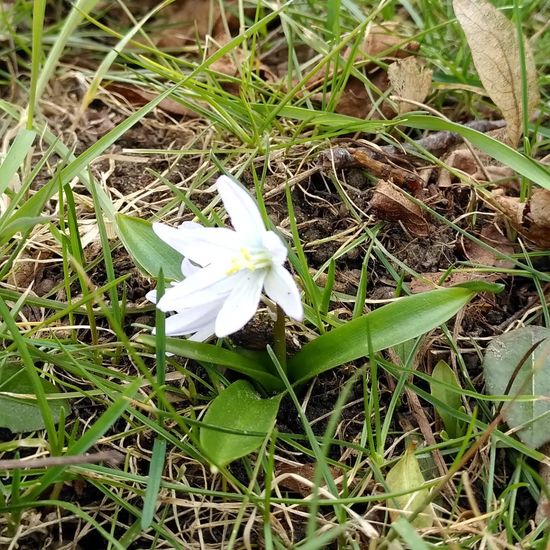 Puschkinie: Pflanze im Habitat Hecke/Blumenbeet in der NatureSpots App