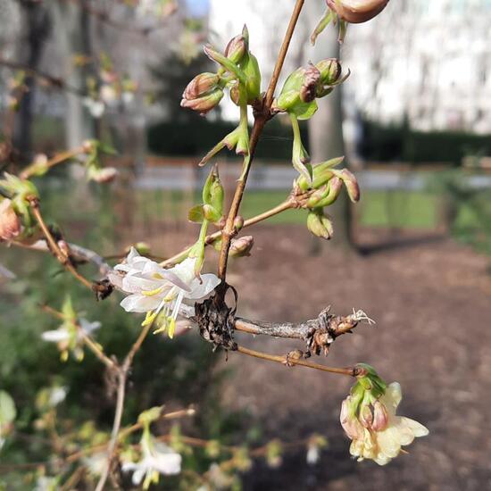 Lonicera fragrantissima: Plant in nature in the NatureSpots App