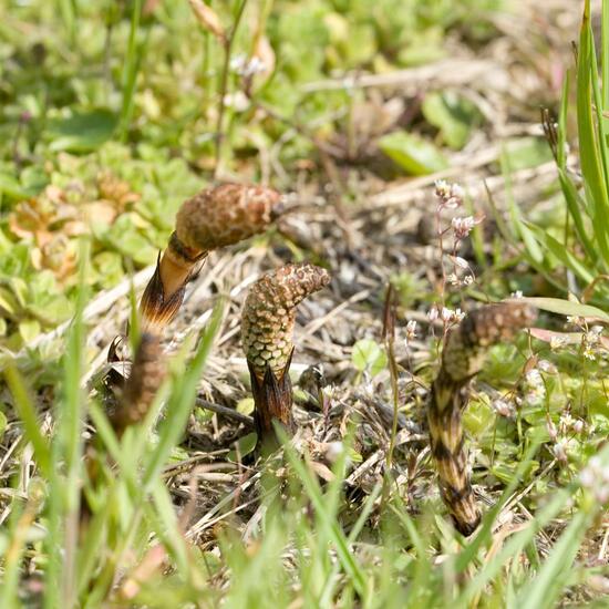 Equisetum arvense: Plant in habitat Road or Transportation in the NatureSpots App