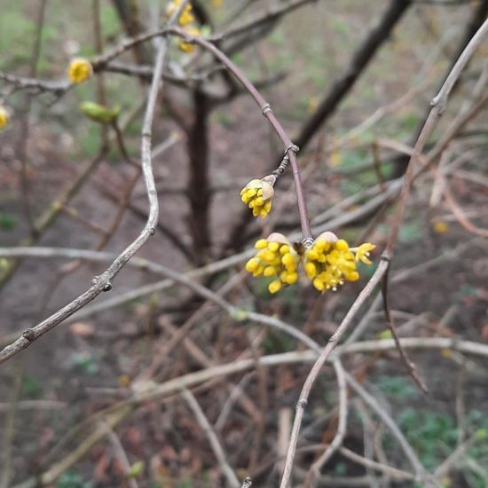 Cornus mas: Plant in habitat Park in the NatureSpots App